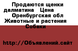 Продаются щенки далматина › Цена ­ 5 000 - Оренбургская обл. Животные и растения » Собаки   